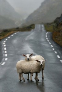 viajar en coche por Irlanda