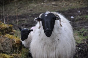 ¿Tienes pensado venir a conocer Irlanda y todavía no sabes como? o ¿Vives ya en la isla y te gustaría conocer la parte más rural de ella? El voluntariado en granjas  es una gran oportunidad para conocer el lado más rural del país. Anímate, porque con esta opción no tienes excusa para venir y disfrutar de la isla esmeralda.